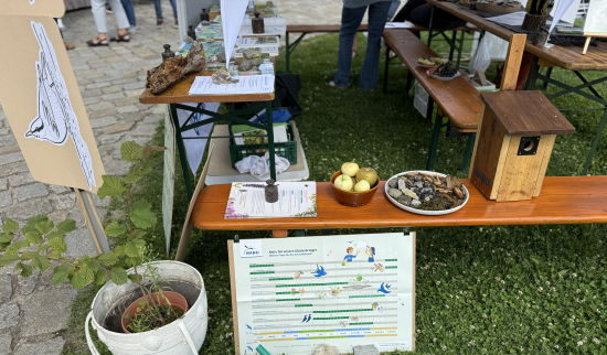 Was macht einen Garten attraktiv für Insekten, Vögel und Co.? Wir klären auf! Foto: Stephanie Krautz